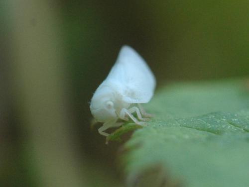Metcalfa pruinosa